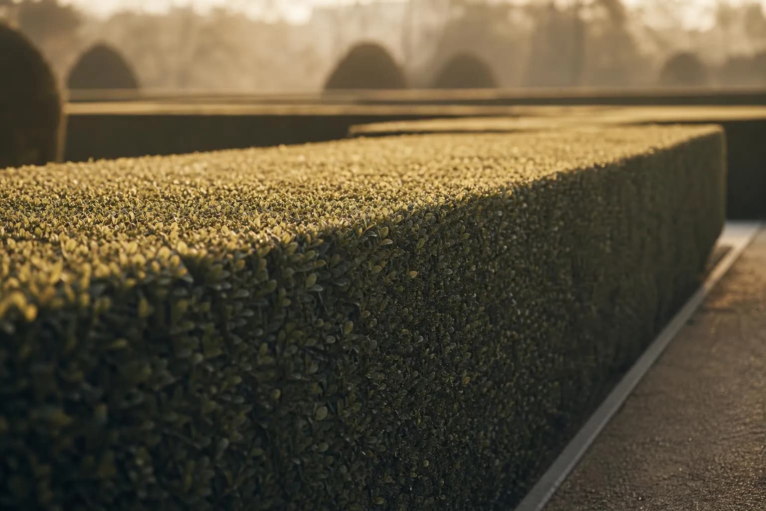 Close-up of formally clipped hedge with sharp lines and soft morning light
