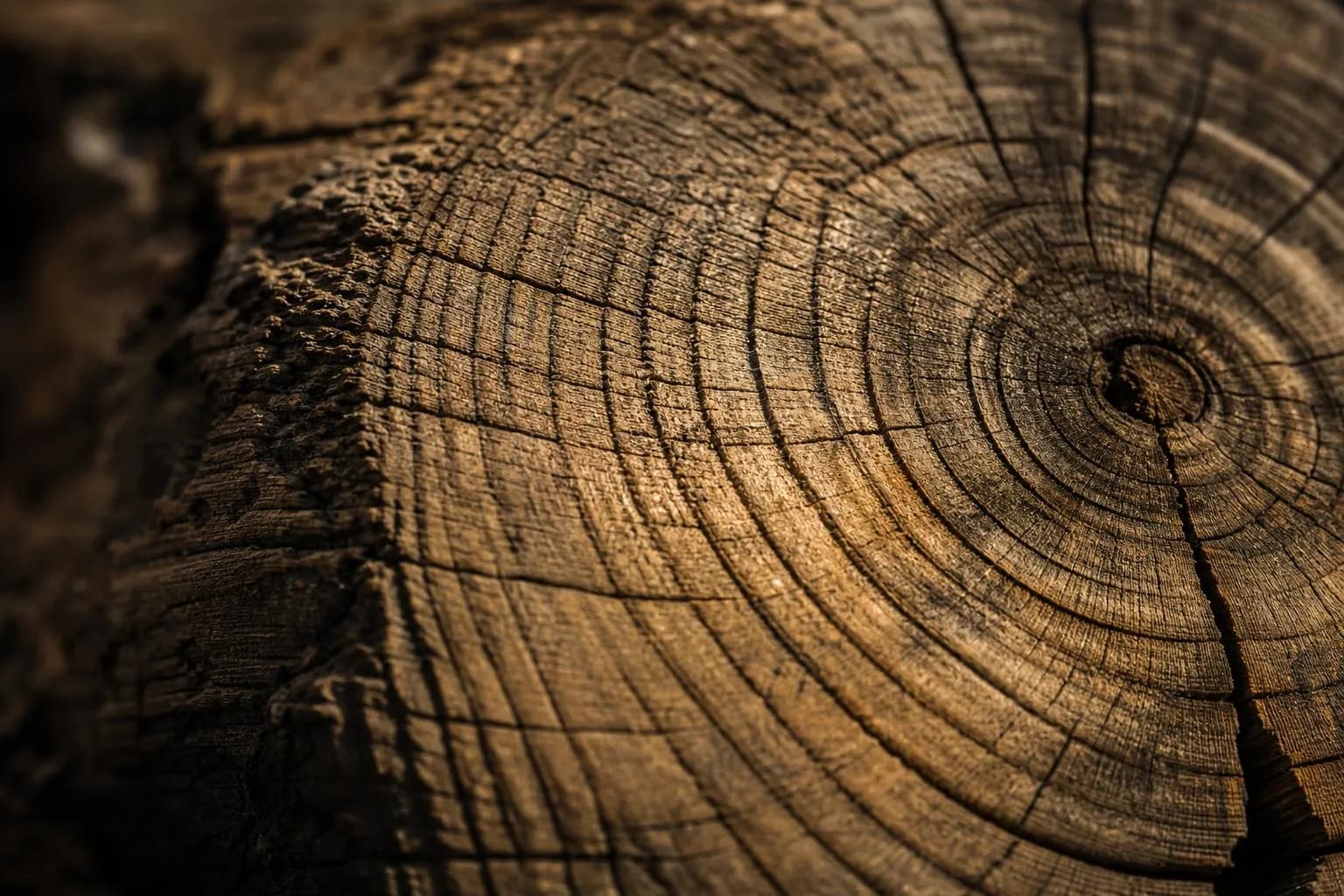 Close-up of aged oak wood grain with warm raking light, highlighting texture and the passage of time