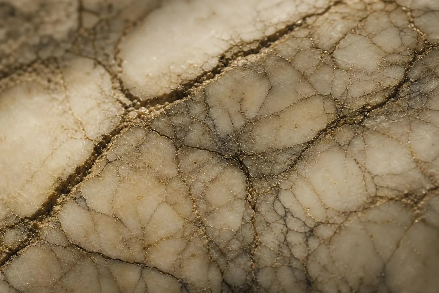 Close-up of cream marble with delicate branching veins, lit to show fine texture and subtle shadows.