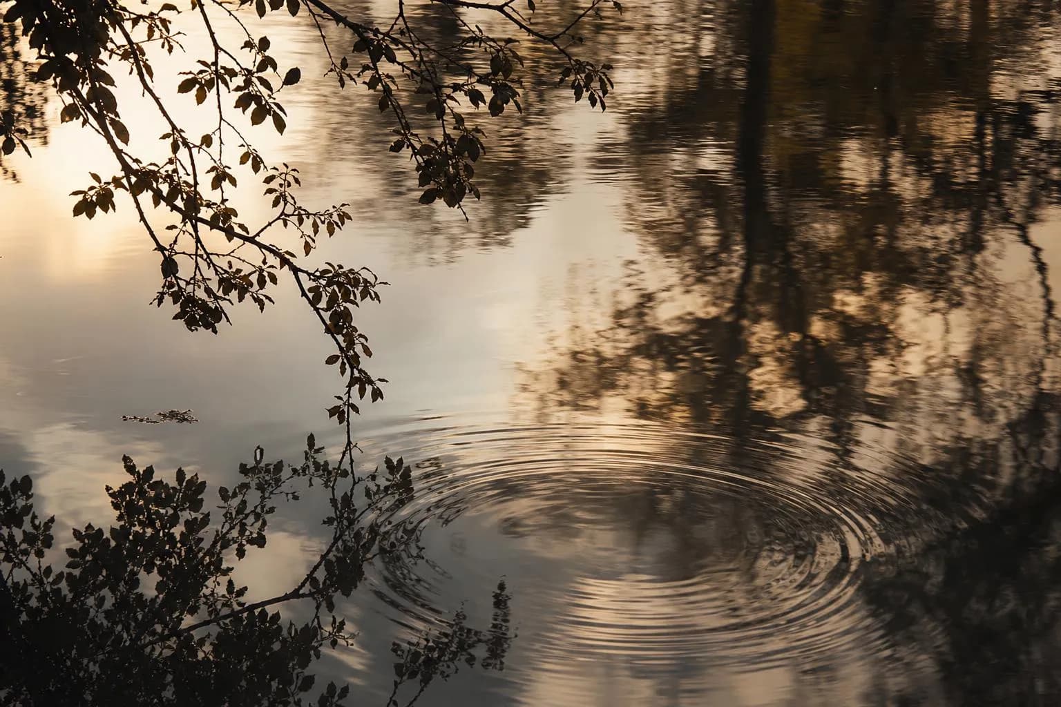 Still water reflecting tree branches, symbolizing careful financial reflection and layered growth