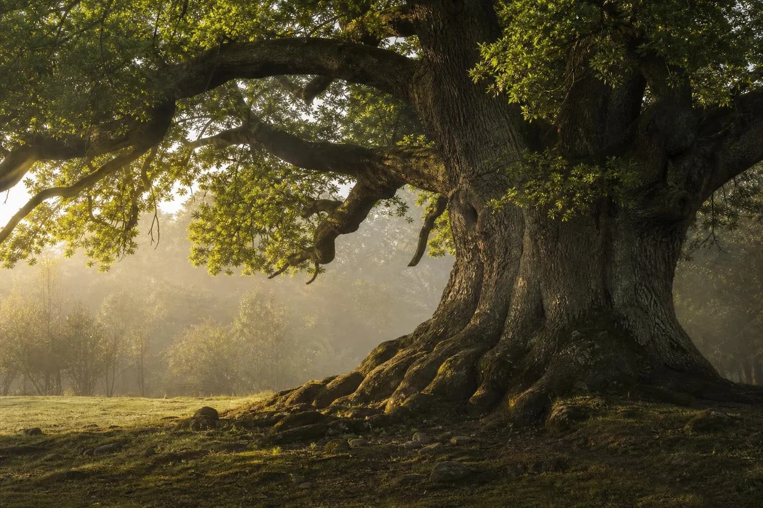 Ancient tree with deep roots and new growth, dappled morning light
