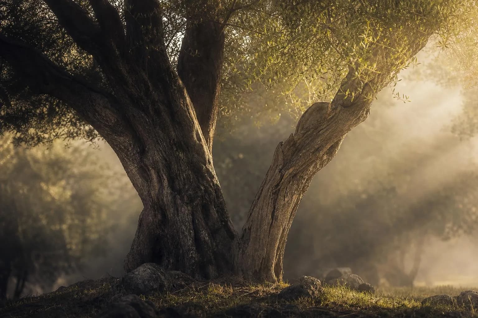 Ancient tree trunk splitting into two branches, one thick and established, one with new growth, in dappled morning light.