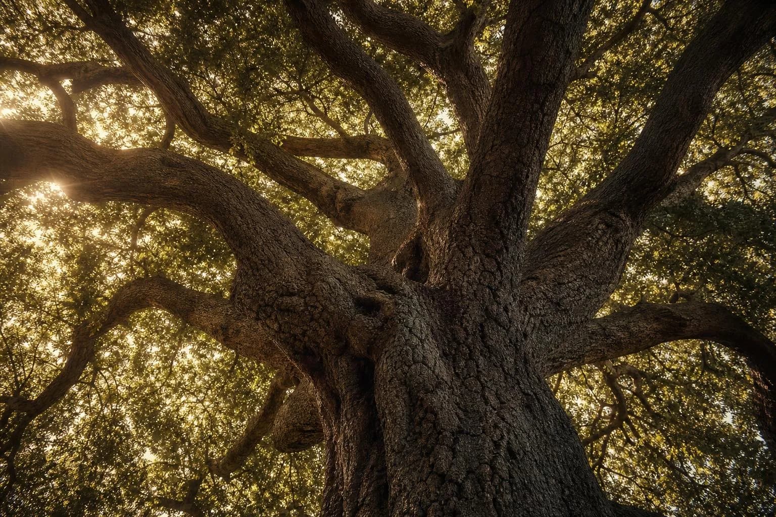 Ancient oak tree viewed from below, sunlight through thick canopy, emphasizing dominant upper branches.