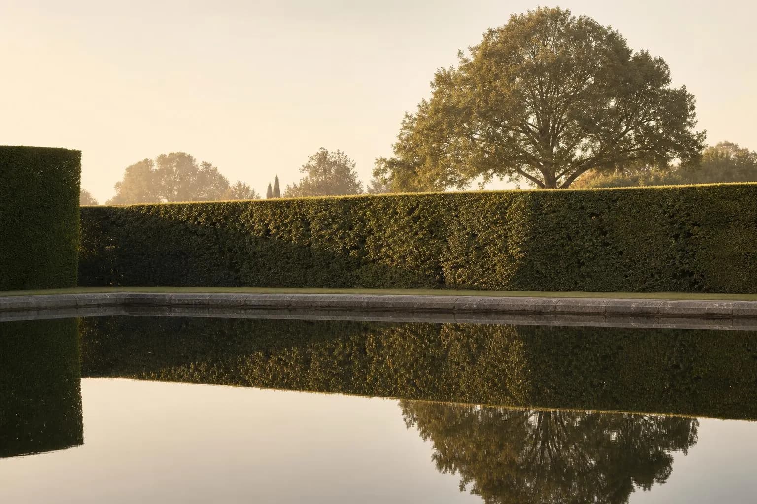 Formal garden hedge with mature tree beyond, reflected in still water at dawn.