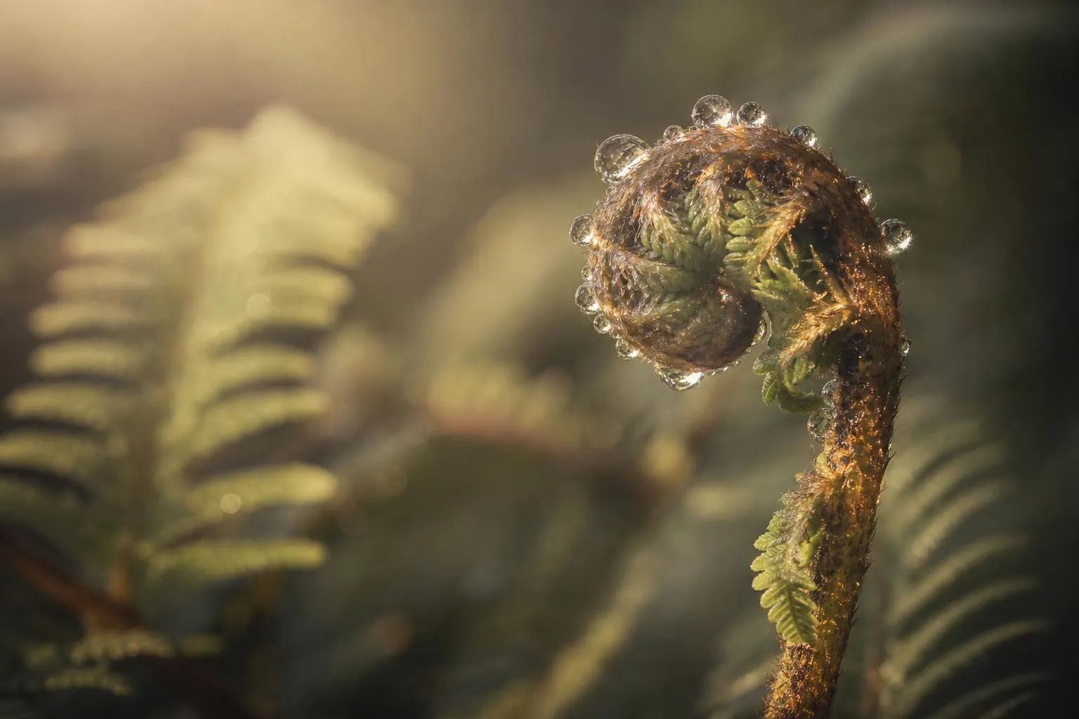 Morning dew on unfurling fern fronds, golden light highlighting water droplets