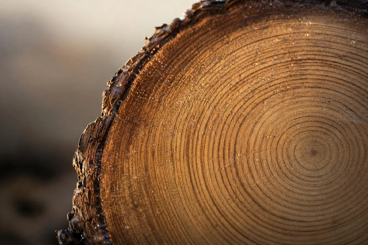 Close-up of tree rings showing concentric layers of growth over time